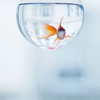 唯美金鱼头像图片大全,微信头像图片
