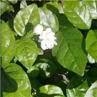 苿莉花微信头像 图片头像图片