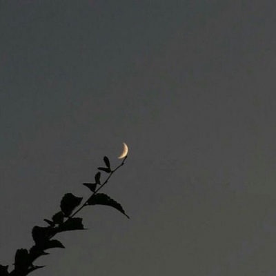 高清好看的高冷暗系静物头像图片