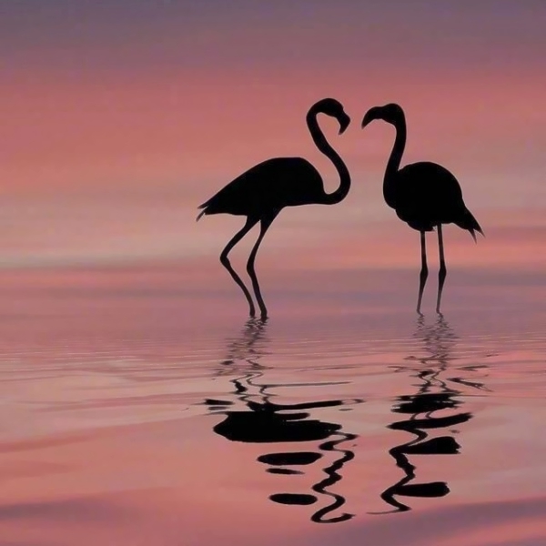 唯美火烈鸟图片头像,微信头像图片