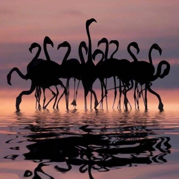 唯美火烈鸟图片头像,微信头像图片