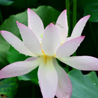 关于荷花的图片头像