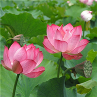 关于荷花的图片头像