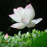 关于荷花的图片头像