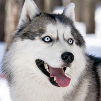 二哈搞笑图片头像