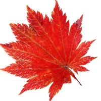 枫叶头像图片大全