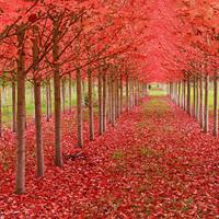 枫叶头像图片大全