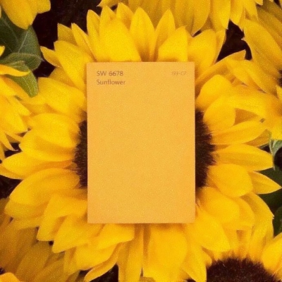 黄色系静物图片头像