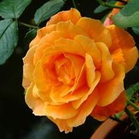 月季花头像图片大全