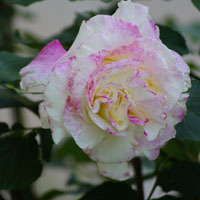 月季花头像图片大全