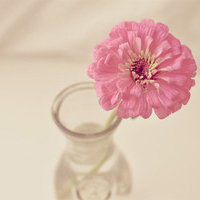 唯美意境一朵花头像图片,微信头像图片