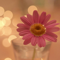 唯美意境一朵花头像图片