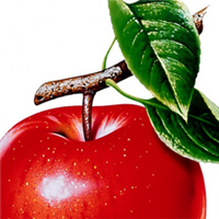 红苹果图片头像大全