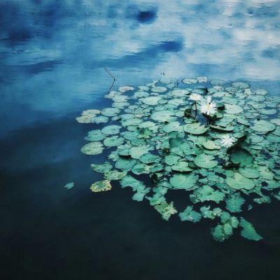 唯美静物图片小清新头像