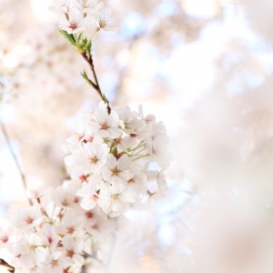 好看美丽花朵头像图片