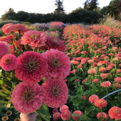 花朵鮮花風景靜物頭像圖片