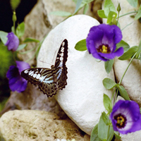 蝶恋花头像图片大全