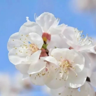 关于春天的头像花草图片