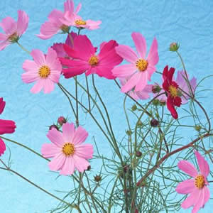 风景花图片头像 风景头像图片