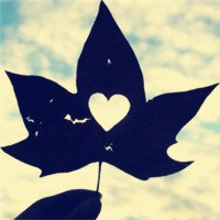 qq枫叶头像图片大全