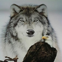 狼谷鹰的头像图片
