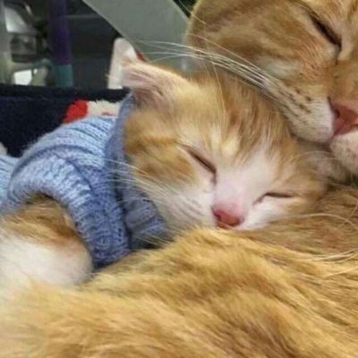 高清可爱的萌猫咪情侣头像一对两张图片