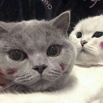 超萌的猫头像双人图片