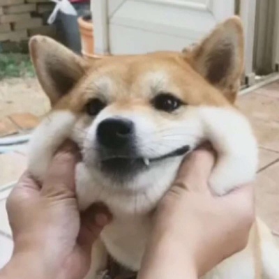 沙雕情侣头像动物