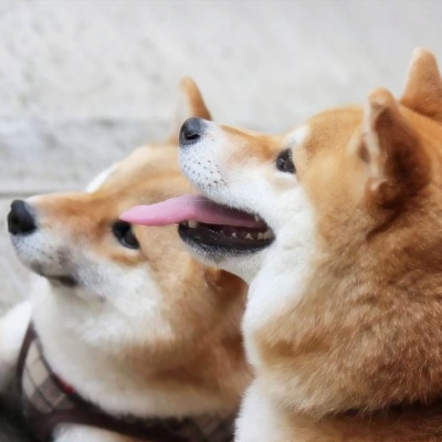 两只柴犬的情侣头像图片