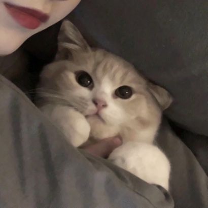 带猫的高清情侣头像