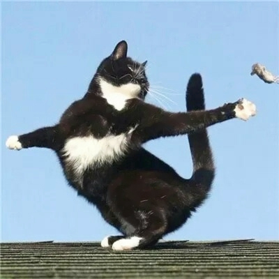 高清超萌的可爱猫咪一对两张情侣头像图片