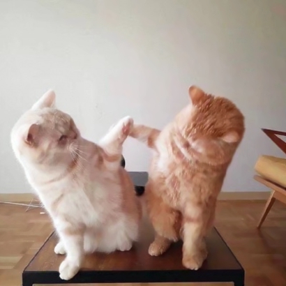 猫咪情侣头像抖音