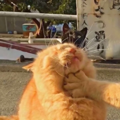 猫咪情侣头像高清图片