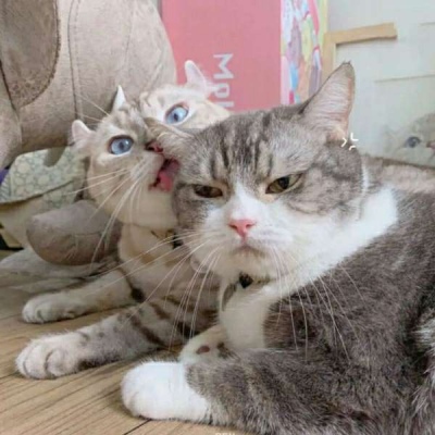 猫咪头像情侣一左一右