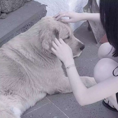 情侣头像男友是狗系列