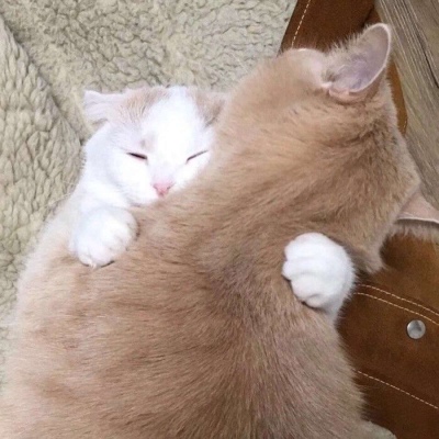 小猫可爱情头一对