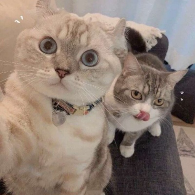 小猫可爱情头一对