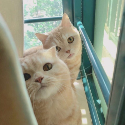 两只猫咪情侣头像