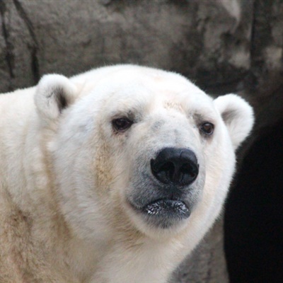 北极熊绿帽子头像图片