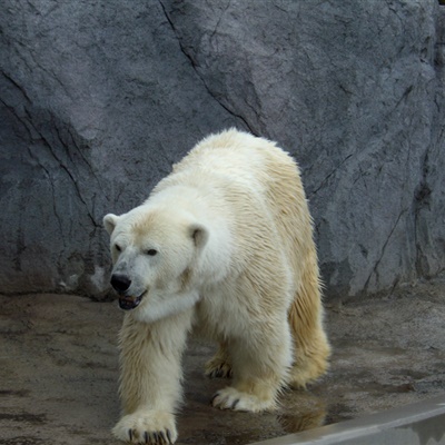 北极熊头像 凶猛图片