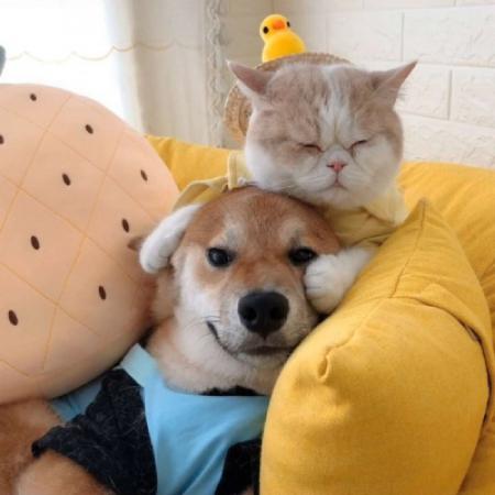 猫先生和狗狗头像图片