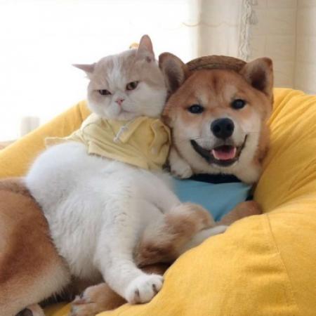 猫先生和狗狗头像图片