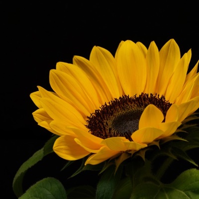 向日葵花朵头像