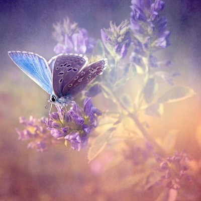好看漂亮唯美梦幻的蝴蝶图片头像图片