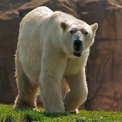 北极熊霸气头像图片