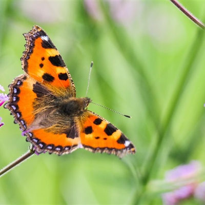可爱比较受欢迎的高清蝴蝶qq头像图片大全
