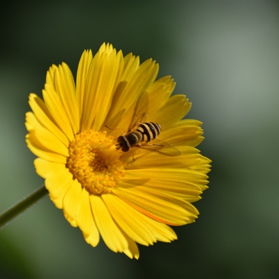 个性好看黄色高清橙色金盏花qq头像图片