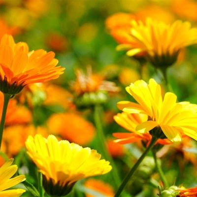 个性好看黄色高清橙色金盏花qq头像图片