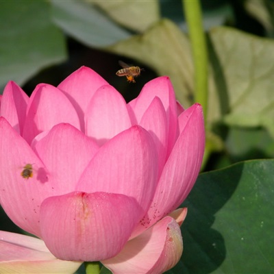 适合妈妈辈中年辈头像荷花写真图片