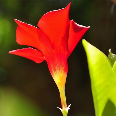 鲜艳的花朵qq头像